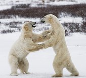 Two polar bears playing with each other in the tundra. Canada