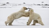 Two polar bears playing with each other in the tundra. Canada