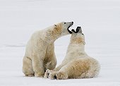 Two polar bears playing with each other in the tundra. Canada
