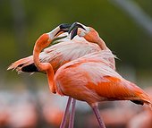 Game two adults of the Caribbean flamingo. Cuba. Reserve Rio Maximo
