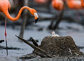 Caribbean flamingo on a nest with chick. Cuba.