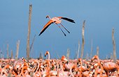 The largest colony of the Caribbean flamingo. Reserve Rio Maximo