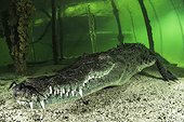 American Crocodile (Crocodylus acutus), Gardens of the Queen, Cuba