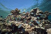 Shoal of Sergeant Damselfish spawning, Abudefduf vaigiensis, Red Sea, Dahab, Egypt