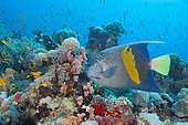 Yellowbar Angelfish, Pomacanthus maculosus, Sanganeb, Red Sea, Sudan
