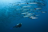 Scuba Diver and Shoal of Blackfin Barracuda, Sphyraena qenie, Shaab Rumi, Red Sea, Sudan