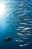 Scuba Diver and Shoal of Blackfin Barracuda, Sphyraena qenie, Shaab Rumi, Red Sea, Sudan