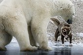 A polar bear is approaching a sled dog