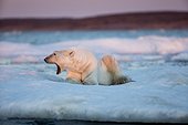 Adult male Polar Bear (Ursus maritimus) yawns while resting on drifting pack ice near mouth of Wager Bay and Ukkusiksalik National Park, Nunavut Territory, Canada
