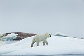 Polar Bear (Ursus maritimus) walking melting sea ice near Harbour Islands, Repulse Bay, Nunavut Territory, Canada