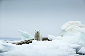 Polar Bear (Ursus maritimus) standing amid melting sea ice near Harbour Islands, Repulse Bay, Nunavut Territory, Canada
