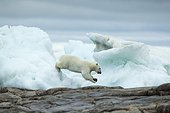 Polar Bear (Ursus maritimus) leaping between melting sea icebergs near Harbour Islands, Repulse Bay, Nunavut Territory, Canada