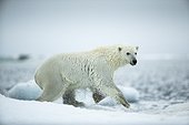 Polar Bear (Ursus maritimus) leaping between melting sea icebergs near Harbour Islands, Repulse Bay, Nunavut Territory, Canada