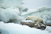 Polar Bear (Ursus maritimus) walking amid melting sea ice near Harbour Islands, Repulse Bay, Nunavut Territory, Canada