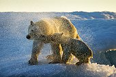 Polar Bear and Cub (Ursus maritimus) shakes off water from boat after swimming near Harbour Islands, Repulse Bay, Nunavut Territory, Canada