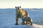 Polar Bear and Cub (Ursus maritimus) standing on sea ice at sunset near Harbour Islands, Repulse Bay, Nunavut Territory, Canada