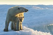 Polar Bear and Cub (Ursus maritimus) standing on sea ice at sunset near Harbour Islands, Repulse Bay, Nunavut Territory, Canada