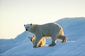 Polar Bear and Cub (Ursus maritimus) walking on sea ice at sunset near Harbour Islands, Repulse Bay, Nunavut Territory, Canada