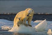 Polar Bear Cub (Ursus maritimus) by mother while standing on sea ice near Harbour Islands, Repulse Bay, Nunavut Territory, Canada
