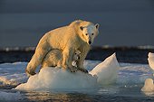 Polar Bear Cub (Ursus maritimus) by mother while standing on sea ice near Harbour Islands, Repulse Bay, Nunavut Territory, Canada