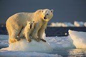 Ours polaire (Ursus maritimus) et ourson debout sur la glace près des îles Harbour, Repulse Bay, Territoire du Nunavut, Canada
