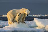 Polar Bear Cub (Ursus maritimus) beneath mother while standing on sea ice near Harbour Islands, Repulse Bay, Nunavut Territory, Canada