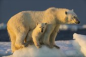 Polar Bear Cub (Ursus maritimus) beneath mother while standing on sea ice near Harbour Islands, Repulse Bay, Nunavut Territory, Canada