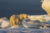 Polar Bear Cub (Ursus maritimus) beneath mother while standing on sea ice near Harbour Islands, Repulse Bay, Nunavut Territory, Canada