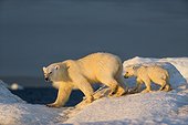 Polar Bear Cub (Ursus maritimus) walking with mother across sea ice near Harbour Islands, Repulse Bay, Nunavut Territory, Canada