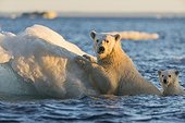 Polar Bear and young cub (Ursus maritimus) cling to melting sea ice at sunset near Harbour Islands, Repulse Bay, Nunavut Territory, Canada