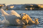 Polar Bear and young cub (Ursus maritimus) cling to melting sea ice at sunset near Harbour Islands, Repulse Bay, Nunavut Territory, Canada
