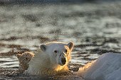Polar Bear (Ursus maritimus) shakes off water from boat while swimming in sea ice near Harbour Islands, Repulse Bay, Nunavut Territory, Canada