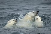 Polar Bear and young cubs (Ursus maritimus) swimming near Harbour Islands, Repulse Bay, Nunavut Territory, Canada