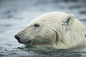 Polar Bear (Ursus maritimus) swimming near Harbour Islands, Repulse Bay, Nunavut Territory, Canada