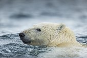 Polar Bear (Ursus maritimus) swimming near Harbour Islands, Repulse Bay, Nunavut Territory, Canada