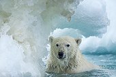 Polar Bear (Ursus maritimus) swimming through melting sea ice near Harbour Islands, Repulse Bay, Nunavut Territory, Canada