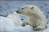 Polar Bear (Ursus maritimus) climbing onto melting sea ice near Harbour Islands, Repulse Bay, Nunavut Territory, Canada