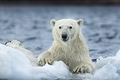 Polar Bear (Ursus maritimus) climbing onto melting sea ice near Harbour Islands, Repulse Bay, Nunavut Territory, Canada