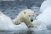 Polar Bear (Ursus maritimus) climbing onto melting sea ice near Harbour Islands, Repulse Bay, Nunavut Territory, Canada