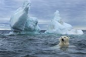 Underwater view of Polar Bear (Ursus maritimus) swimming near Arctic Circle along Hudson Bay, Nunavut Territory, Canada,