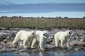 Polar Bear (Ursus maritimus) walking with second- year cubs along rocky coastline of Hudson Bay near Arctic Circle, Repulse Bay, Nunavut Territory, Canada