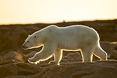 Setting midnight sun lights Polar Bear (Ursus maritimus) walking along rocky shoreline by Hudson Bay, Nunavut Territory, Canada