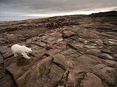 Aerial view of Polar Bear (Ursus maritimus) walking through rocky hills along Hudson Bay near Arctic Circle, Repulse Bay, Nunavut Territory, Canada