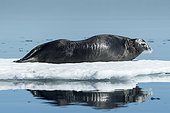 Bearded Seal (Erignathus barbatus) resting in summer sun on sea ice on Hudson Bay, Repulse Bay, Nunavut Territory, Canada