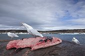 Glaucous-wing Seagull (Larus glaucescens) feeding on remains of Bearded Seal killed by Inuit hunters near Harbour Islands, Repulse Bay, Nunavut Territory, Canada