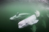 Underwater view of young Beluga Whale calf swimming with mother and pod near mouth of Hudson Bay, Churchill, Manitoba, Canada