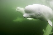 Underwater view of young Beluga Whale pod swimming near mouth of Hudson Bay, Churchill, Manitoba, Canada