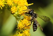 Mining Bee (Andrena denticulata) male on Goldenrod (Solidago virgaurea) 2015 July 16, Northern Vosges Regional Nature Park, France, ranked World Biosphere Reserve by UNESCO, France