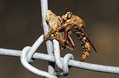Hornet robberfly (Asilus crabroniformis) eating a grasshopper on a fence, 2015 August 08, Northern Vosges Regional Nature Park, declared a World Biosphere Reserve by UNESCO, France