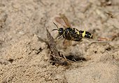 Digger Wasp (Cerceris rybyensis) in flight with a Halictus as prey, 2015 August 05, Northern Vosges Regional Nature Park, declared a World Biosphere Reserve by UNESCO, France